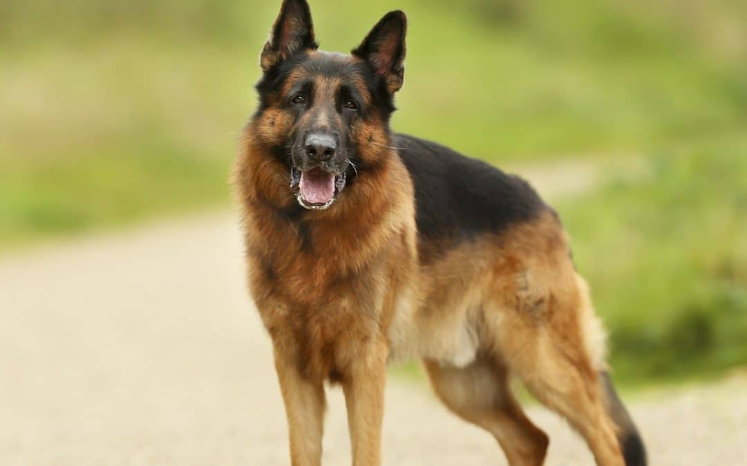 Ask a Polygraph Examiner in Bradford about a Dangerous Dog